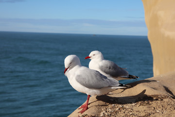 seagull on the beach