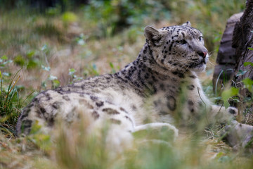 Snow leopard resting near a log