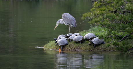 Heron on small island surrounded by turtles