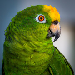 Head and upper body shot of a yellow headed amazon parrot