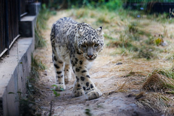 Fototapeta na wymiar Snow leopard portrait 