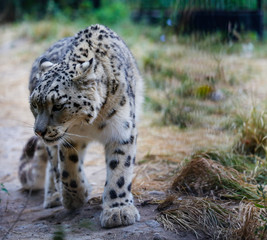  Snow leopard portrait 