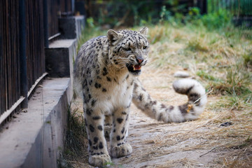 Fototapeta na wymiar Snow Leopard growls menacingly and wants to attack