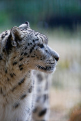 Snow leopard in profile on a background of nature