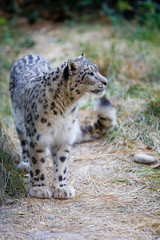  Snow leopard portrait 