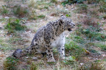  Snow leopard portrait 
