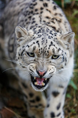 Snow Leopard growls menacingly and wants to attack
