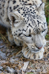  Snow leopard portrait 