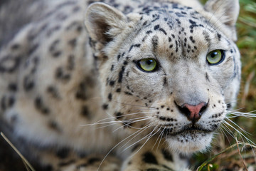  Snow leopard portrait 
