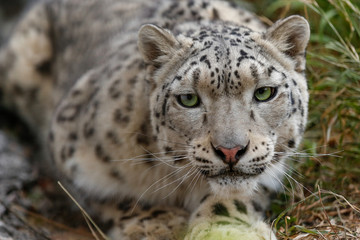  Snow leopard portrait 