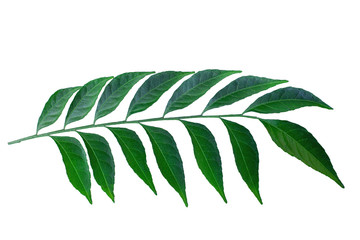 green leaves isolated on white background for design elements, fresh green leaves