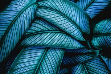 Foto op Aluminium close-up tropische groene bladeren natuur in de tuin en donkere toon achtergrond concept © Nabodin