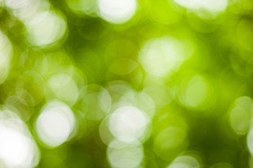 closeup nature view of blurred green leaf on background and sunlight, fresh wallpaper concept