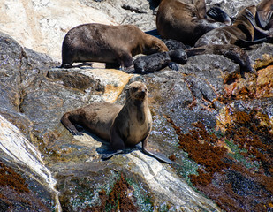 Cape Fur Seals