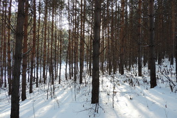 Sunny day in a pine forest