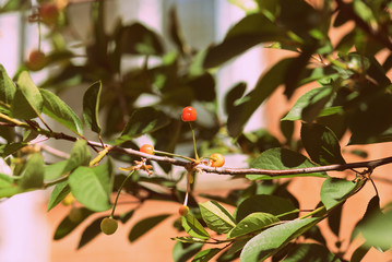 Ripening berries on cherry tree branches in the summer garden. Retro style toned