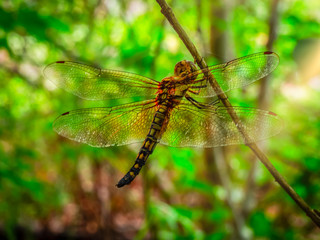 Dragonfly Lair