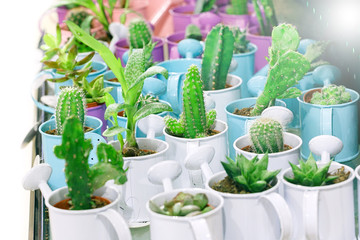 Variety of Cactus ,Succulent plant growth in pot ,which is displayed in plant shop for presenting customer