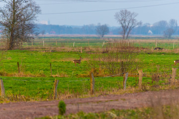 Some deer run across  a green field in the evening