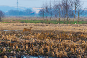 Some deer run across a plowed  corn field in the evening