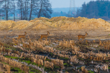 Some deer run across a plowed  corn field in the evening