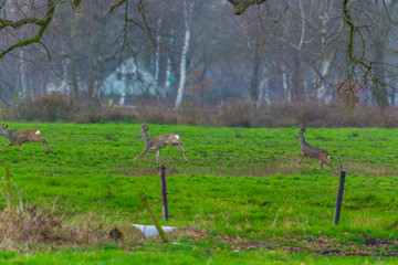 Some deer run across  a green field in the evening