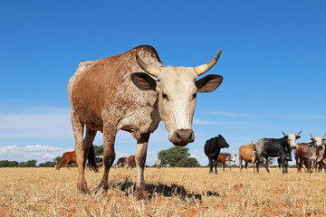 Nguni cow - indigenous cattle breed of South Africa - on rural farm.