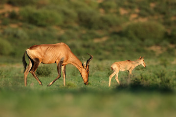 Red hartebeest antelope (Alcelaphus buselaphus) with young calf, Kalahari, South Africa.