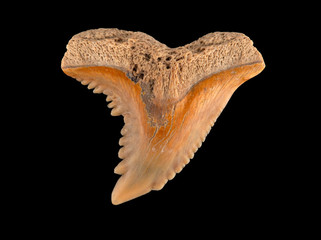 Fossil snaggletooth shark tooth, Hemipristis serra, upper 2 cECP 2020 © Ernie Cooper