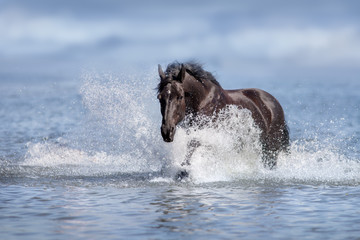 Black beautiful stallion run gallop in water with splash