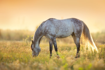 Horse grazing at sunlight - obrazy, fototapety, plakaty
