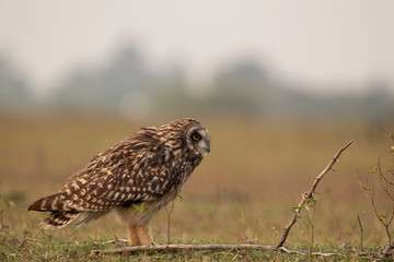 Short-eared owl in a open landscape looking for a hunt