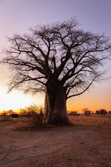 Naklejka premium Baobab