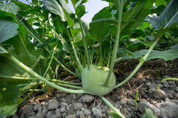 Fototapeta premium Kohlrabi cabbage growing in garden. Kohlrabi or turnip cabbage in vegetable bed.