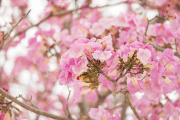 Tabebuia sweet pink flower blooming close up in Thailand. Pink trumpet flower background.