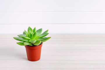 Green Succulent plant on white table. Space for text.