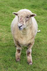 Fototapeta premium sheep in field