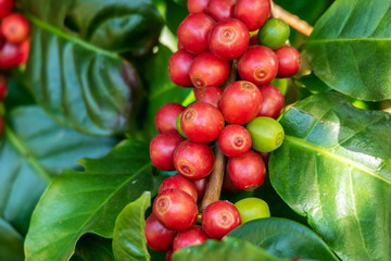 Fresh organic red raw and ripe coffee cherry beans on tree close up, agriculture plantation in North of Thailand.
