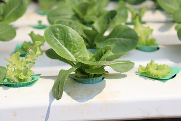 Hydroponic vegetables. Planting vegetables on the water, not using the soil in vegetable greenhouses.Close up
