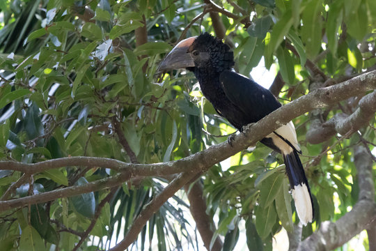 Black And White Casqued Hornbill That Sits Among The Branches In The Crown Of A Tree