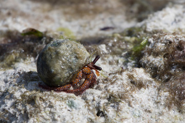 hermit crab on the shores of the Indian Ocean at low tide