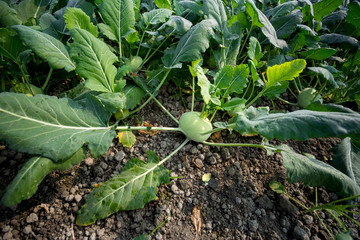 Kohlrabi cabbage growing in garden. Kohlrabi or turnip cabbage in vegetable bed.