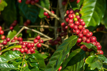Fresh organic red raw and ripe coffee cherry beans on tree close up, agriculture plantation in North of Thailand.