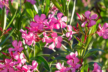 Beautiful blooming pink oleander (Nerium Oleander) on a sunny day