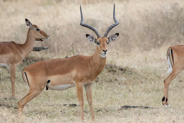 Naklejka na ściany i meble impala male standing between females in the savannah