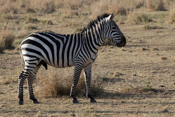 Fototapeta na wymiar male plains zebras standing in the savannah