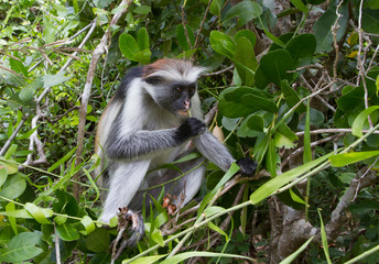 red colobus that sits on a tree and eats leaves