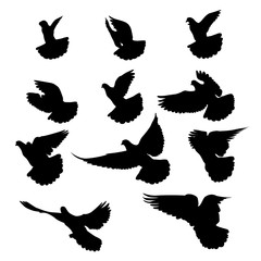 Flying birds silhouettes on white background. Vector illustration. isolated bird flying.