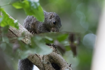 Zanj sun squirrel sitting among branches in the jungle