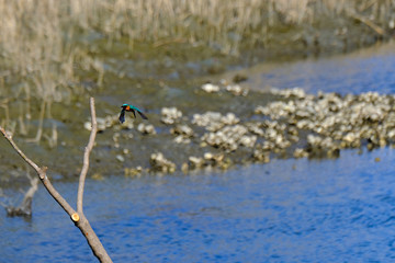 kingfisher is in flight